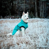 Koiran takki Isa, turkoosi